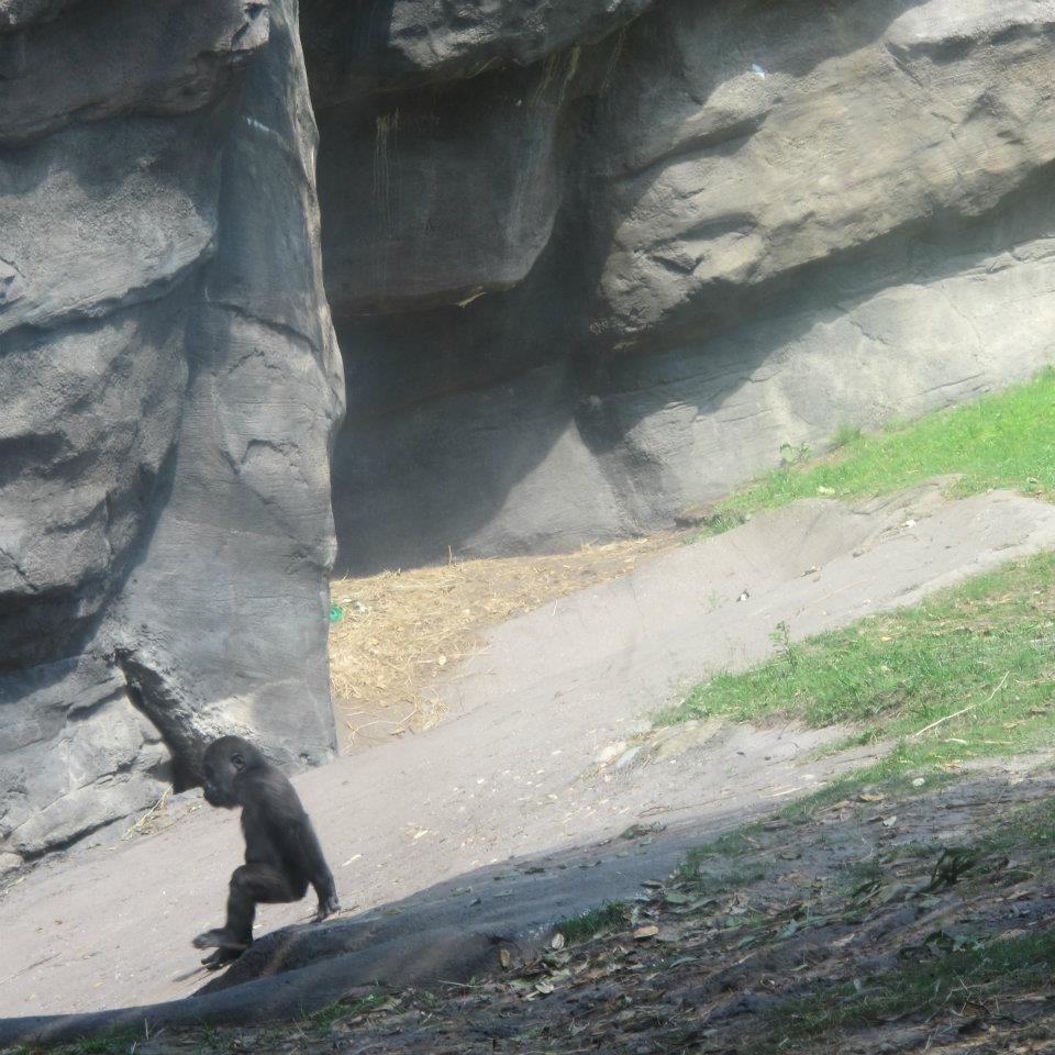 Baby Gorilla!